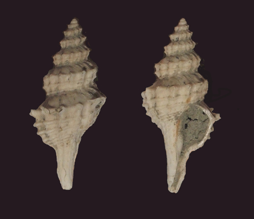 Trophon squamulatus (Brocchi, 1814) - Pliocene.